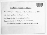 Uromyces klebahnii image